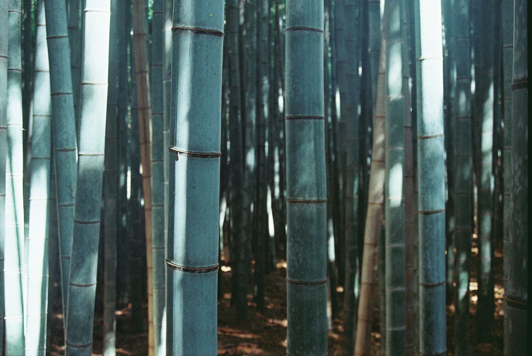 A Digital Scrapbook - 5